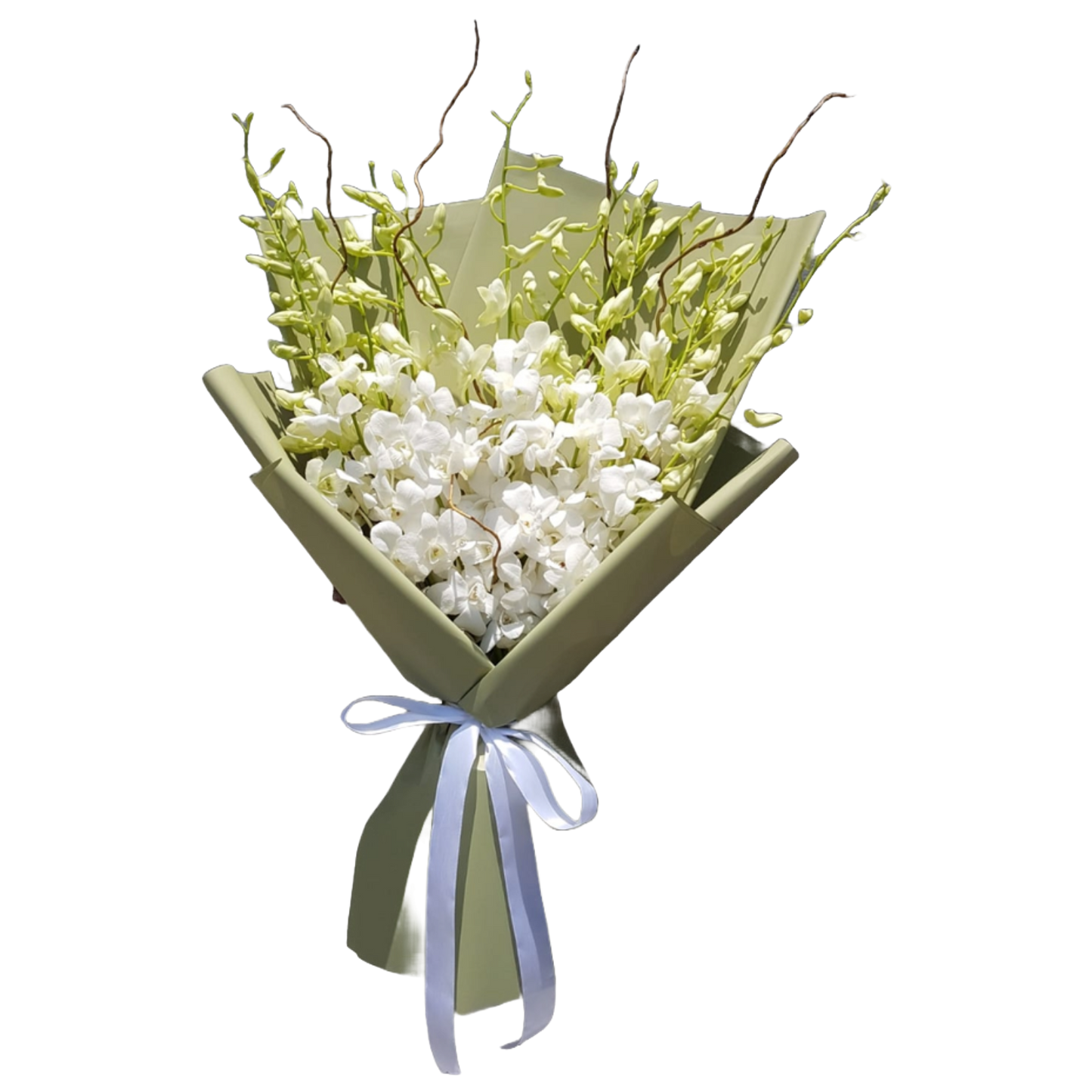 Dendrobium White 10