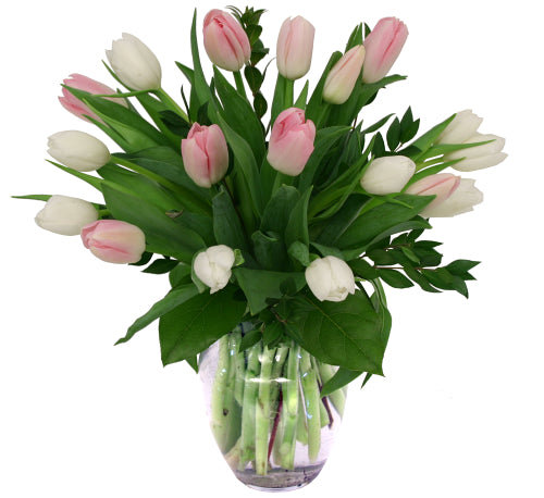 White and Pink Tulips