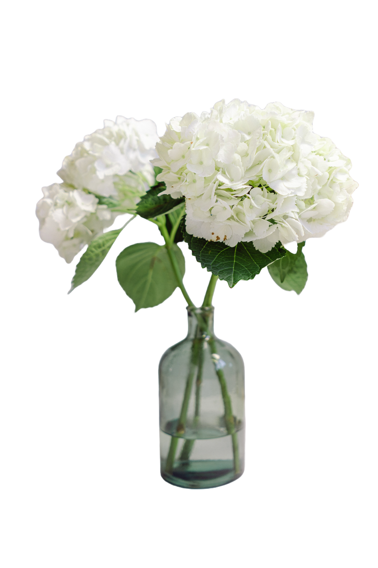 White Hydrangea Delight