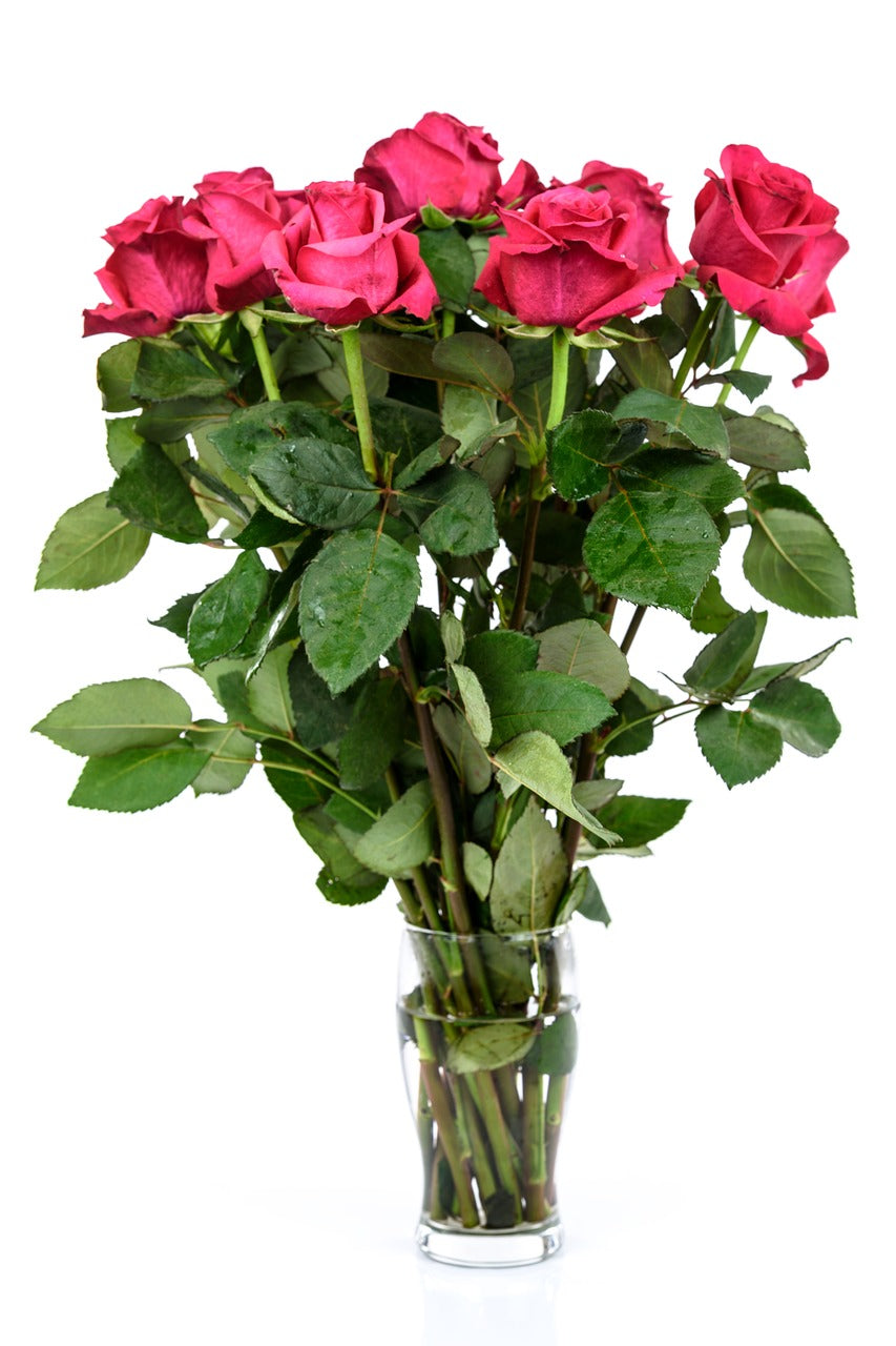 Hot Pink Roses in a vase