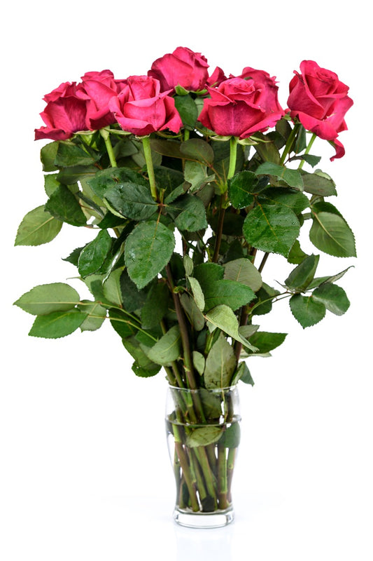 Hot Pink Roses in a vase