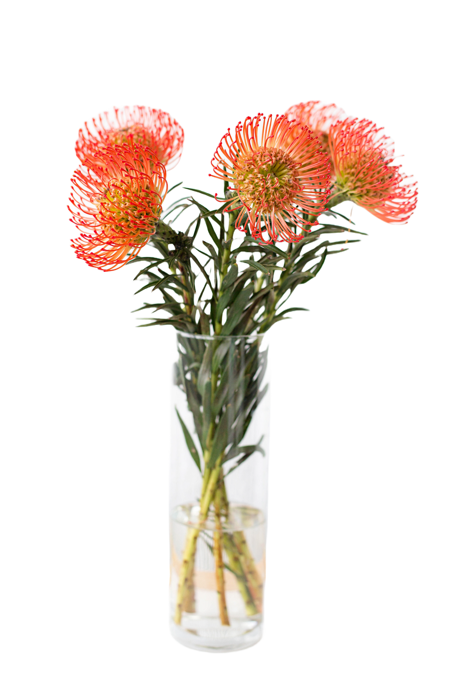 Leucospermum in a vase