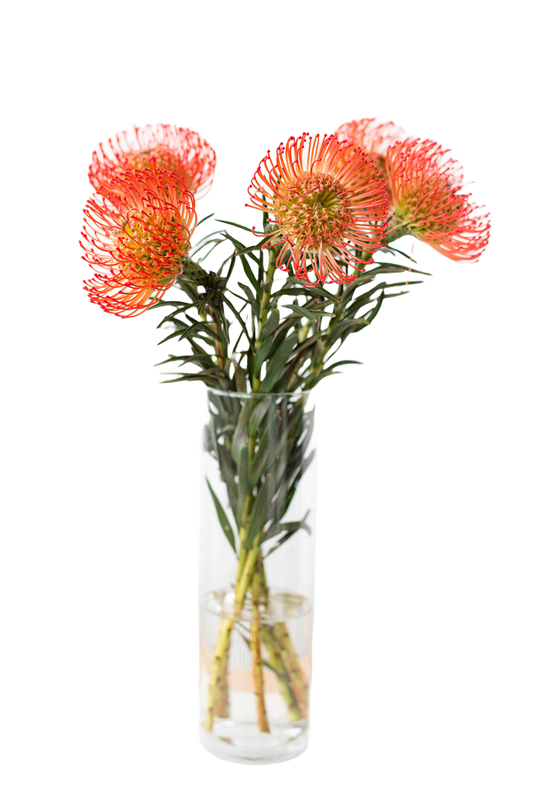 Leucospermum in a vase